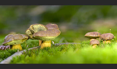 Maronenröhrling (Boletus badius)