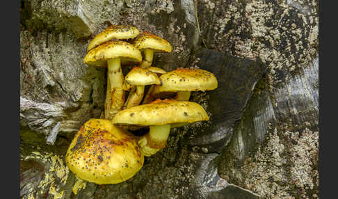 Schleimiger Schüppling (Pholiota adiposa)