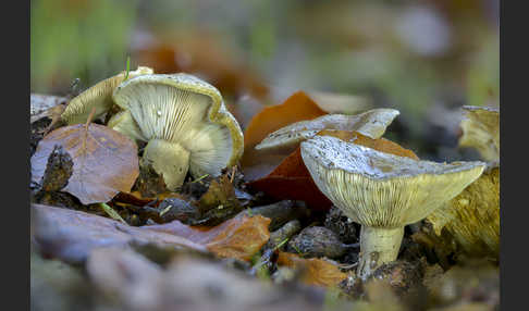 Graugrüner Milchling (Lactarius blennius)