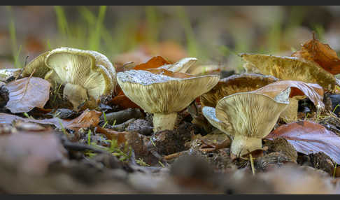 Graugrüner Milchling (Lactarius blennius)