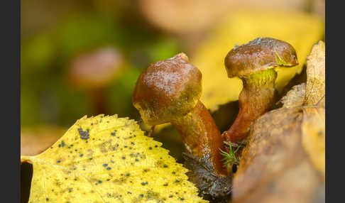 Spindelsporiger Risspilz (Inocybe lacera)