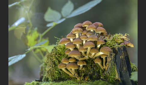 Wässriger Mürbling (Psathyrella piluliformis)