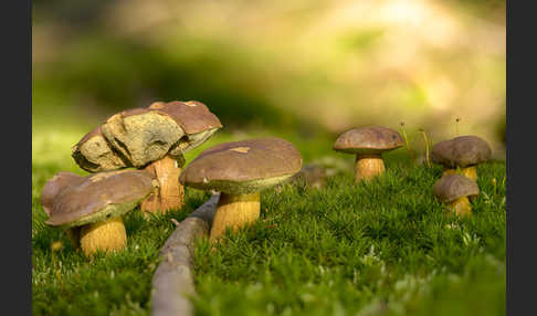 Maronenröhrling (Boletus badius)