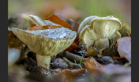 Graugrüner Milchling (Lactarius blennius)