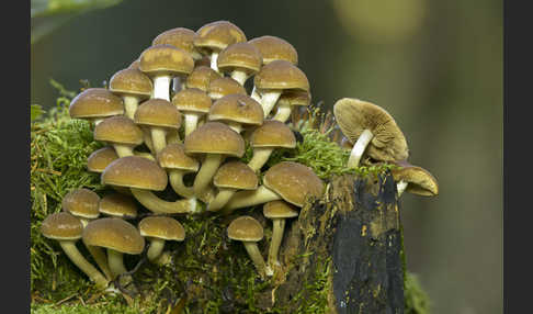 Wässriger Mürbling (Psathyrella piluliformis)