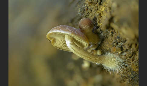 Wässriger Mürbling (Psathyrella piluliformis)