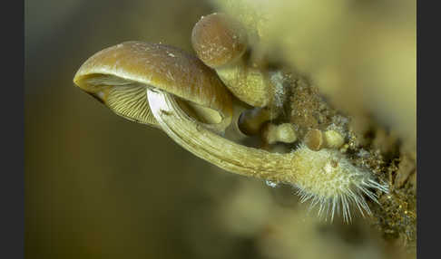 Wässriger Mürbling (Psathyrella piluliformis)