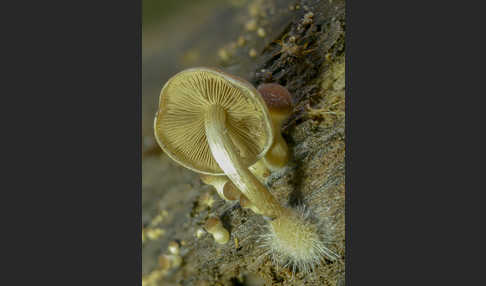 Wässriger Mürbling (Psathyrella piluliformis)