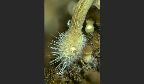 Wässriger Mürbling (Psathyrella piluliformis)