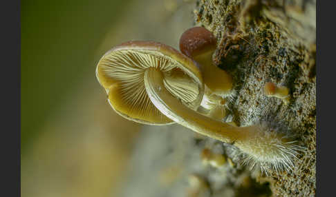 Wässriger Mürbling (Psathyrella piluliformis)