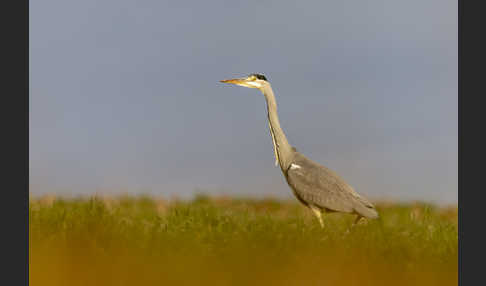 Graureiher (Ardea cinerea)