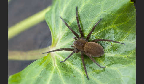 Gerandete Wasserspinne (Dolomedes plantarius)