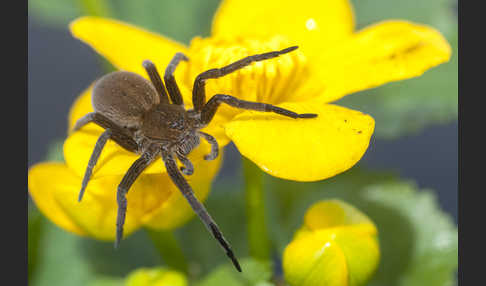 Gerandete Wasserspinne (Dolomedes plantarius)