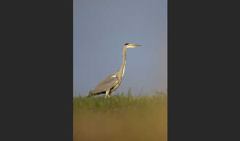 Graureiher (Ardea cinerea)