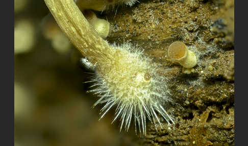 Wässriger Mürbling (Psathyrella piluliformis)