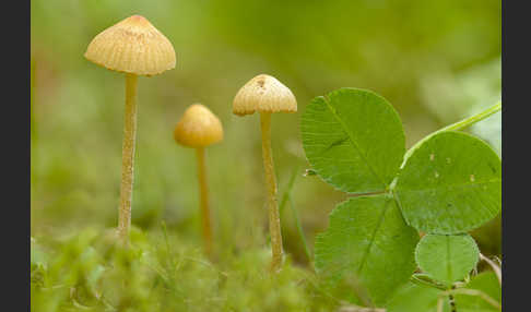 Langstieliges Samthäubchen (Conocybe subpubescens)