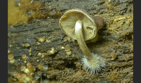 Wässriger Mürbling (Psathyrella piluliformis)