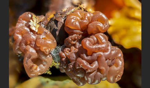 Schlauchzitterling (Ascotremella faginea)