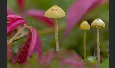 Langstieliges Samthäubchen (Conocybe subpubescens)