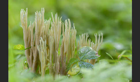 Grünspitzige Koralle (Ramaria apiculata)