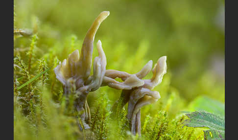 Graue Koralle (Clavulina cinerea)