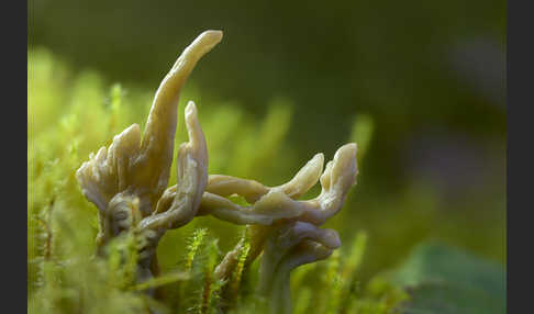 Graue Koralle (Clavulina cinerea)