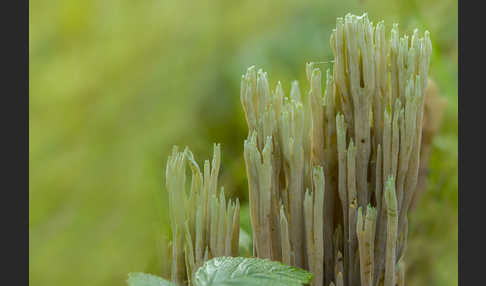 Grünspitzige Koralle (Ramaria apiculata)