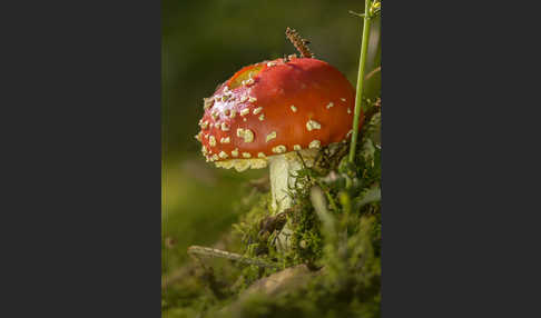 Fliegenpilz (Amanita muscaria)