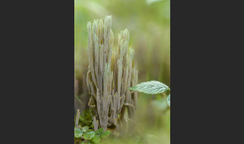 Grünspitzige Koralle (Ramaria apiculata)