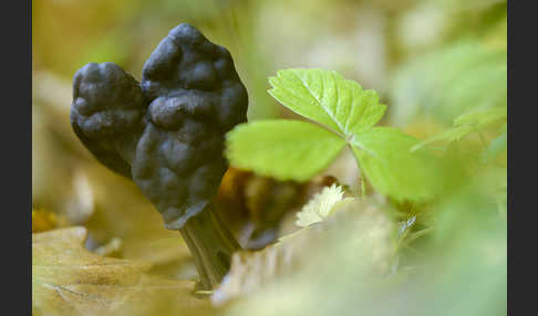 Gruben-Lorchel (Helvella lacunosa)