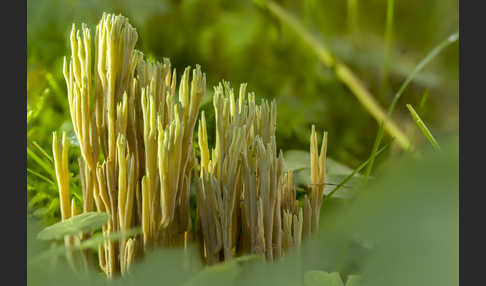 Grünspitzige Koralle (Ramaria apiculata)