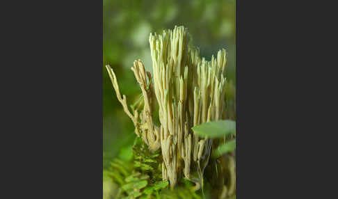 Grünspitzige Koralle (Ramaria apiculata)