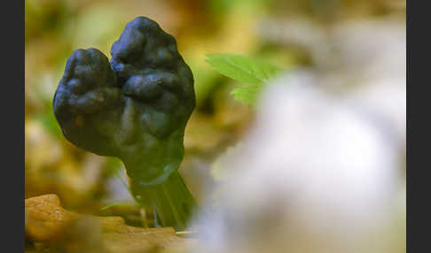 Gruben-Lorchel (Helvella lacunosa)