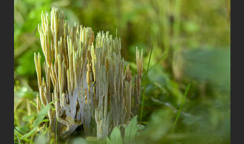 Grünspitzige Koralle (Ramaria apiculata)