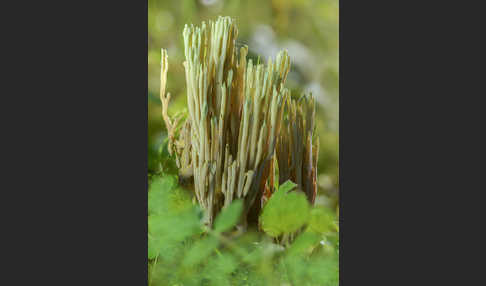 Grünspitzige Koralle (Ramaria apiculata)