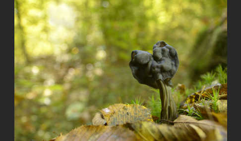 Gruben-Lorchel (Helvella lacunosa)