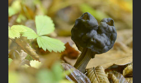 Gruben-Lorchel (Helvella lacunosa)