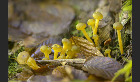 Grüngelbes Gallertkäppchen (Leotia lubrica)