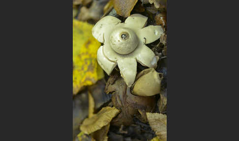 Halskrausenerdstern (Geastrum triplex)