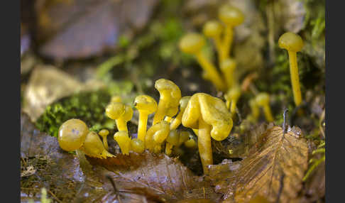 Grüngelbes Gallertkäppchen (Leotia lubrica)