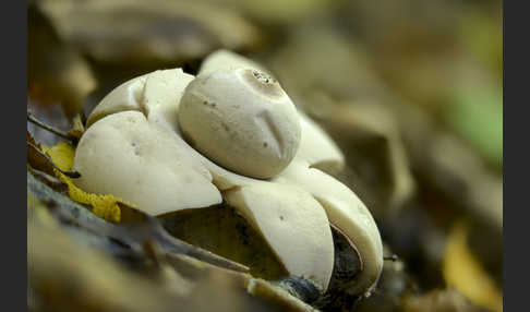 Halskrausenerdstern (Geastrum triplex)