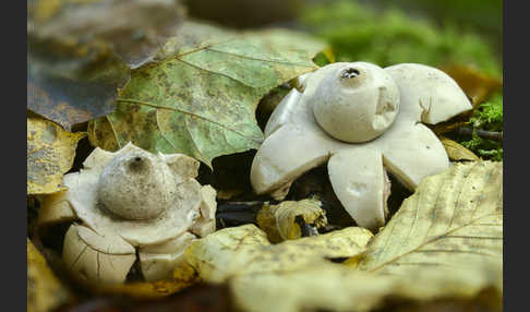 Halskrausenerdstern (Geastrum triplex)