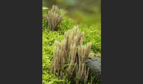 Grünspitzige Koralle (Ramaria apiculata)