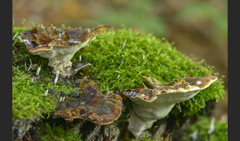Laubholz-Harzporling (Ischnoderma resinosum)