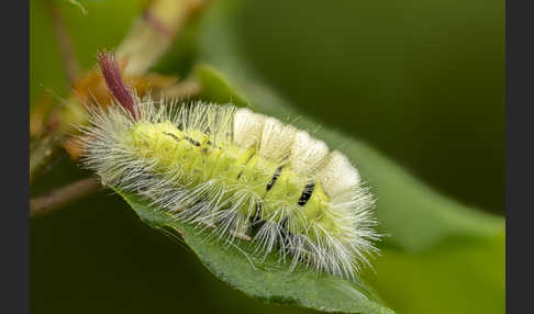 Rotschwanz (Elkneria pudibunda)