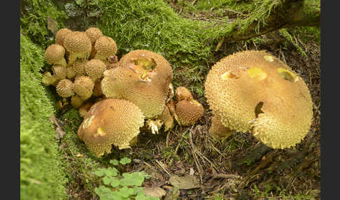 Sparriger Schüppling (Pholiota squarrosa)