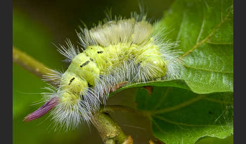 Rotschwanz (Elkneria pudibunda)