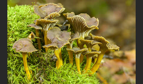 Trompetenpfifferling (Craterellus tubaeformis)