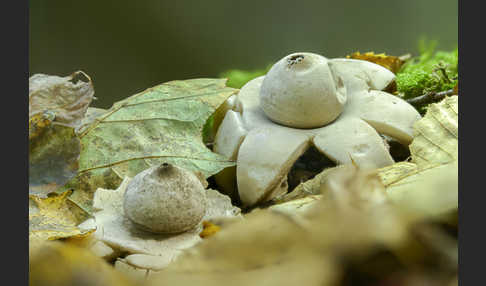 Halskrausenerdstern (Geastrum triplex)