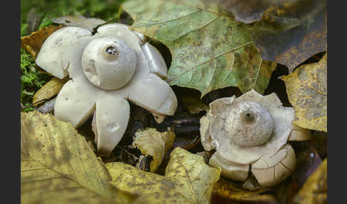 Halskrausenerdstern (Geastrum triplex)